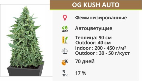 описание сорта OG Kush Auto