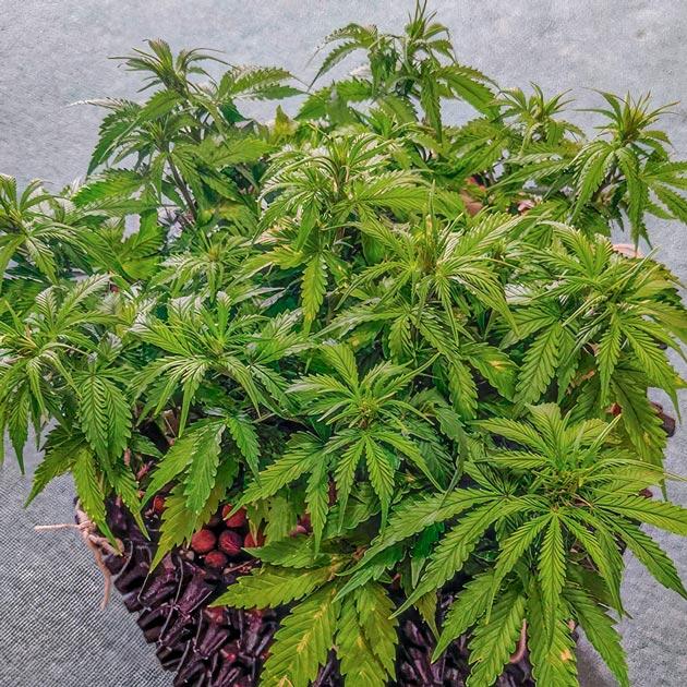 Куст конопли на 6 неделе роста