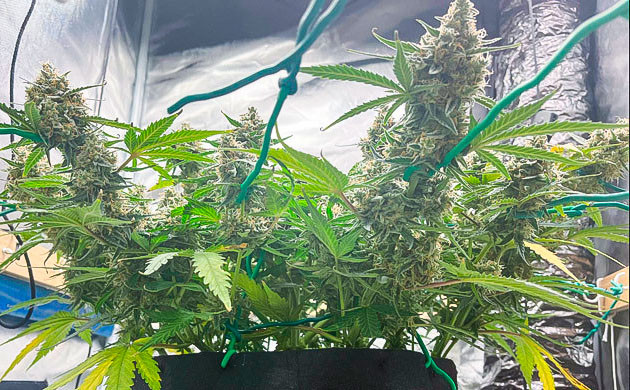 Подготовка к харвесту Появление янтарных трихом у конопли