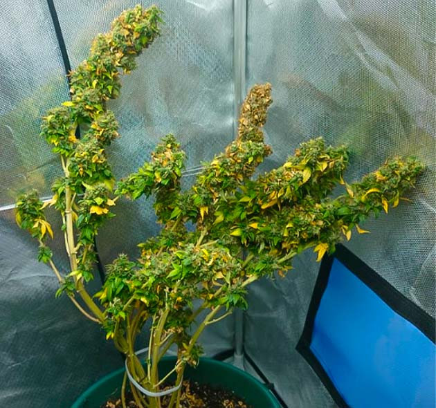 Подготовка к харвесту Тепловой стресс марихуаны