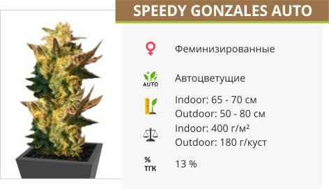 Сорт конопли Speedy Gonzales Auto Speedy Gonzales Auto от Kannabia Seeds