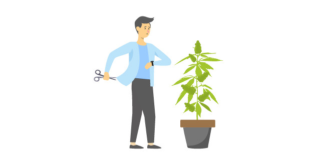 Время для сбора урожая