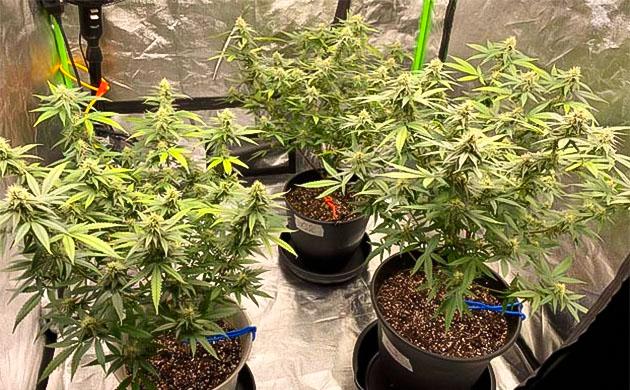 Кусты Blueberry Muffin с удаленными листьями