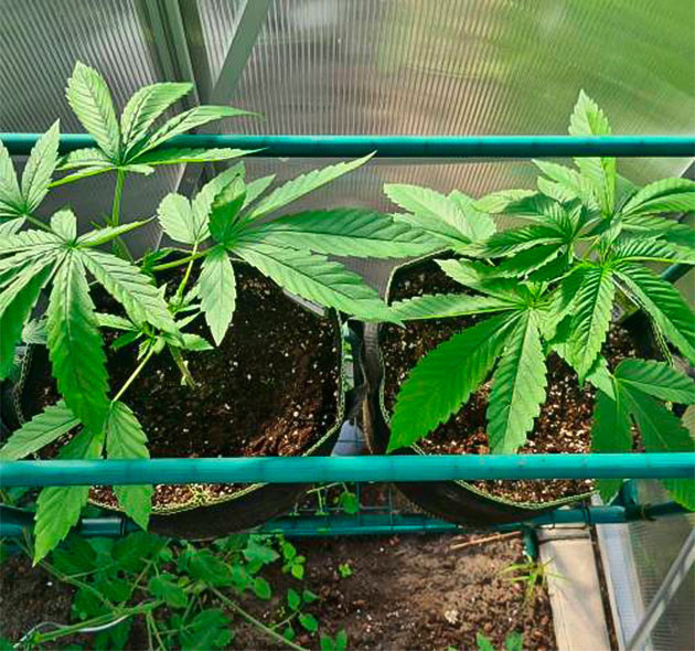 Кусты конопли в теплице
