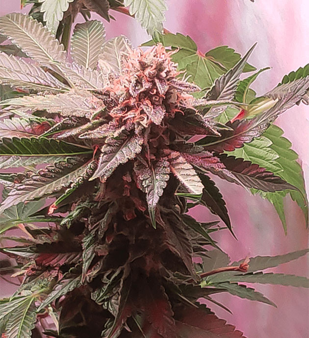 Желтые пятна на листьях конопли