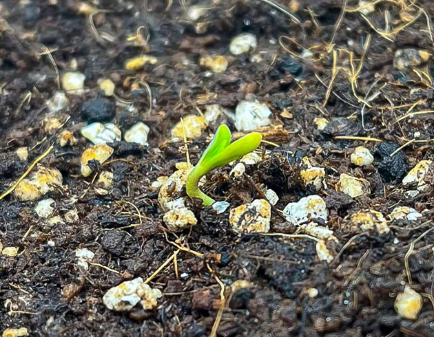 Проращивание сорта Titan F1 Auto Росток сорта Titan F1 Auto