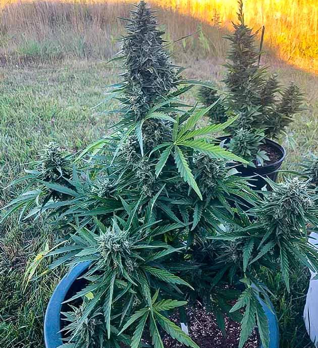 Финальная стадия цветения марихуаны Конопля на 9 неделе роста