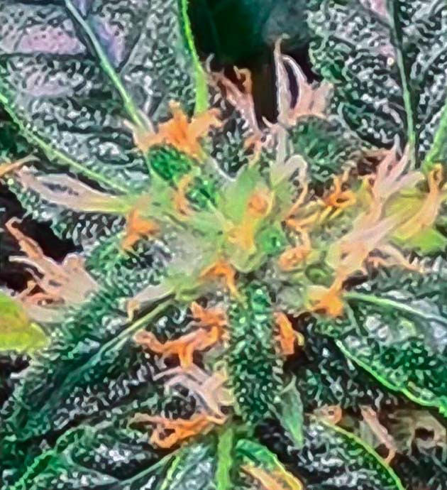 Появление трихом у конопли Марихуана на 11 неделе выращивания