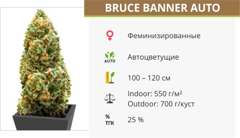 Bruce Banner от Monster Genetics