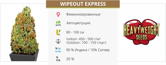 описание сорта Wipeout Express