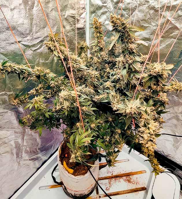 Зрелый куст Dozy Doz с широкой раскрытой кроной