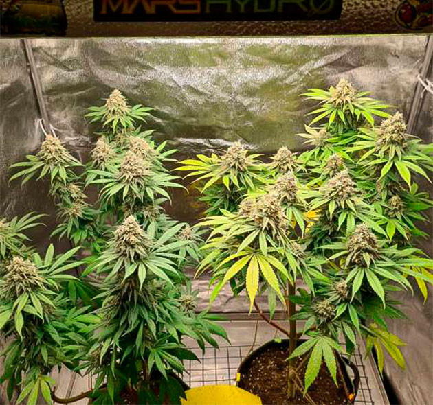 Кусты на 15 неделе выращивания