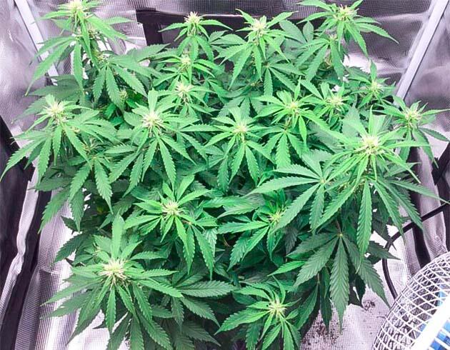 Godzilla Cookies Auto в активной фазе цветения