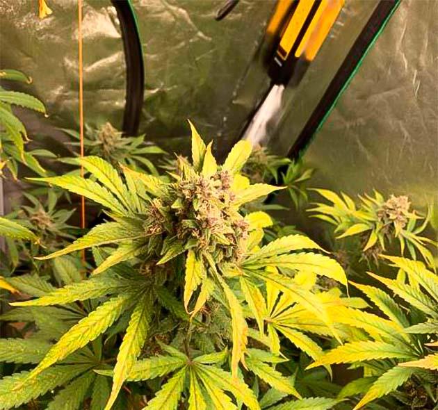 Крупные фиолетовые соцветия Purple Lemonade Auto