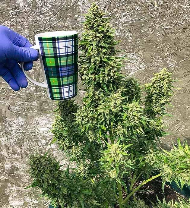 Общие впечатления о грове сорта конопли Original Jack Herer Auto Конопля сорта Original Jack Herer Auto перед харвестом