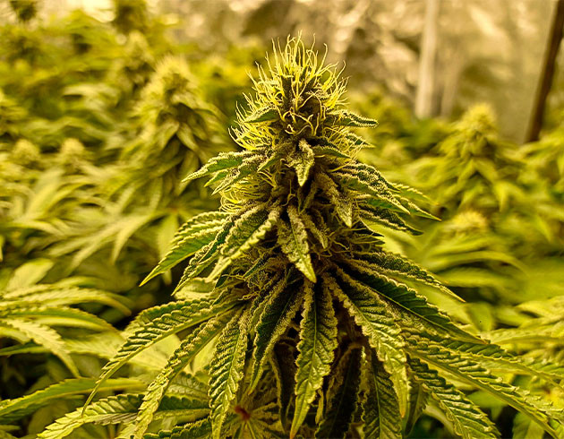 Конопля на 12 неделе цветения