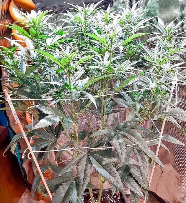 Конопля Fullgas с опорной конструкцией для ветвей