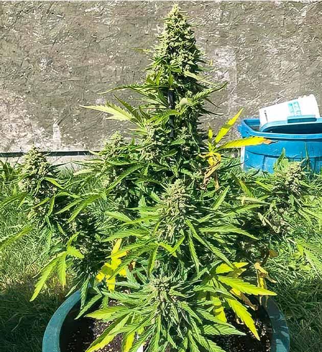 Завершение цикла выращивания каннабиса Зрелые шишки конопли с янтарными трихомами перед харвестом