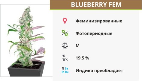 Сорт марихуаны Blueberry Blueberry fem (Dutch Passion)