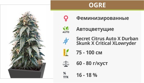 Ogre auto (Doctor’s Choise)