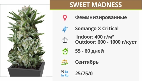 описание сорта Sweet Madness