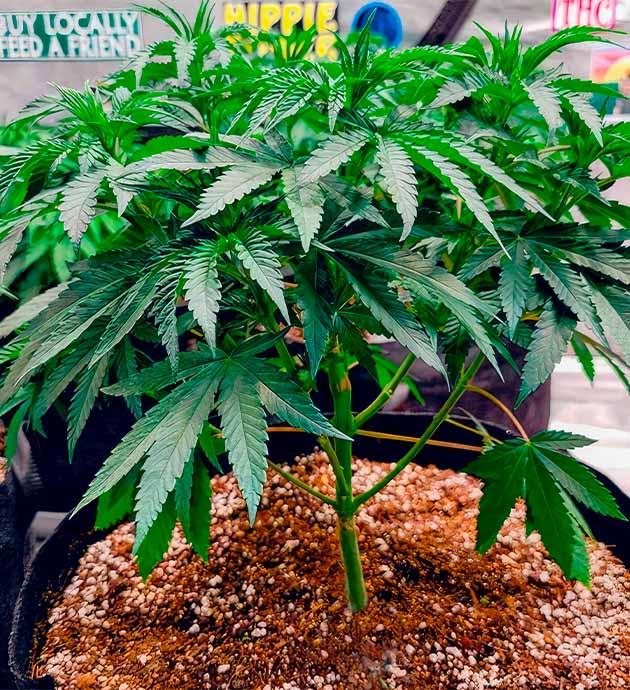 Куст на 4 неделе выращивания