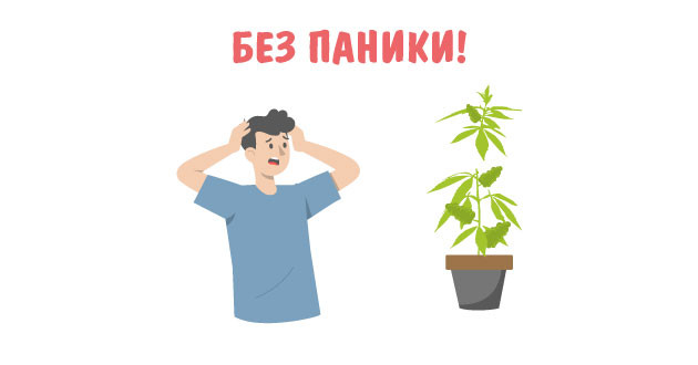 Оторванные ветви куста марихуаны