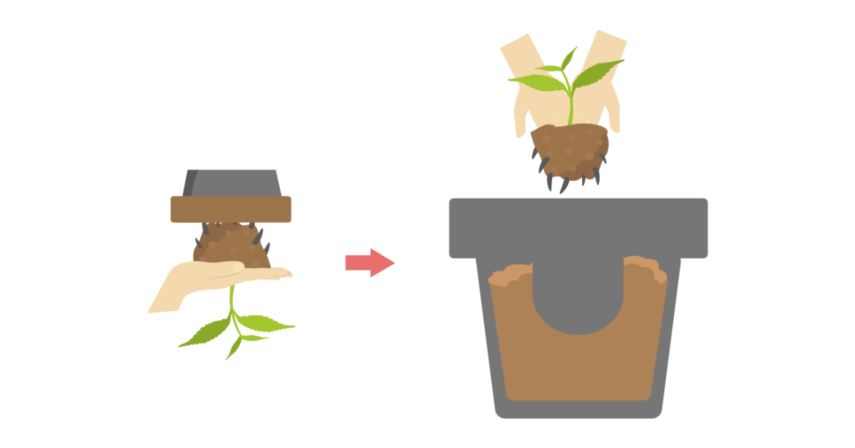 Пересадка ростка