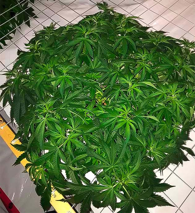 Bruce Banner #3 ростом 55 см