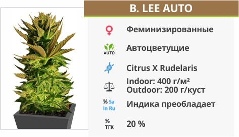 Сорт марихуаны B. Lee Auto B. Lee Auto