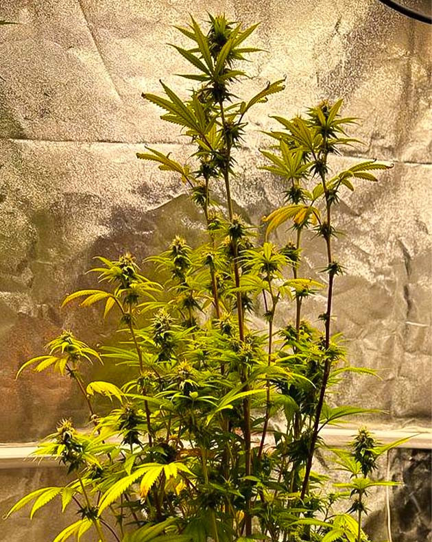 Трихомы конопли 13 неделя роста сорта Roze Runtz