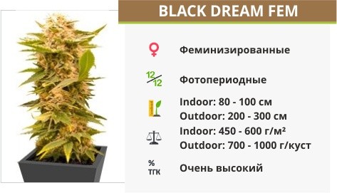 Сорт марихуаны Black Dream Black Dream fem (Eva Seeds)