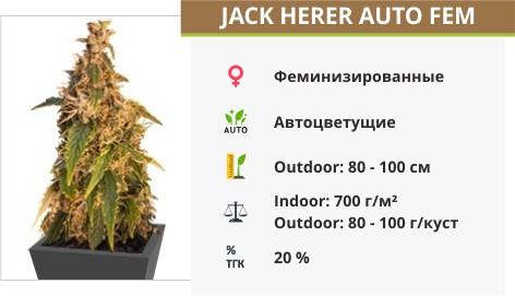 Jack Herer fem от GHS