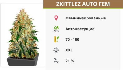 Сорт конопли Zkittlez Auto fem