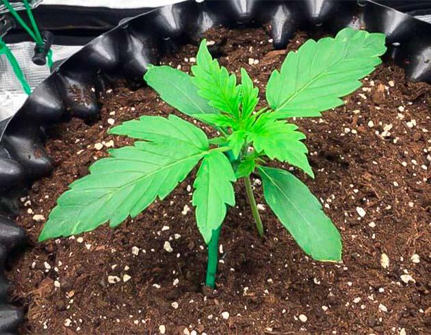 Куст каннабиса на второй неделе веги
