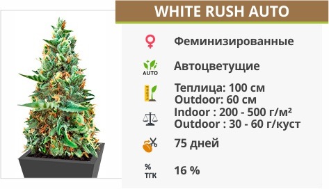 описание сорта White Rush Auto