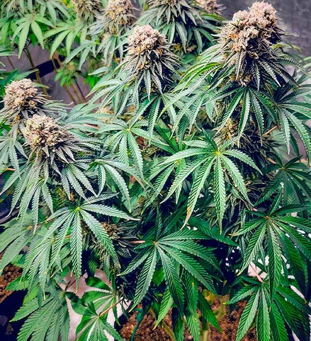 Появление желтых листьев на конопле