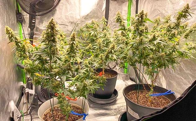 Конопля на промывке перед харвестом