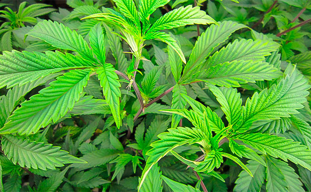 4 неделя выращивания конопли