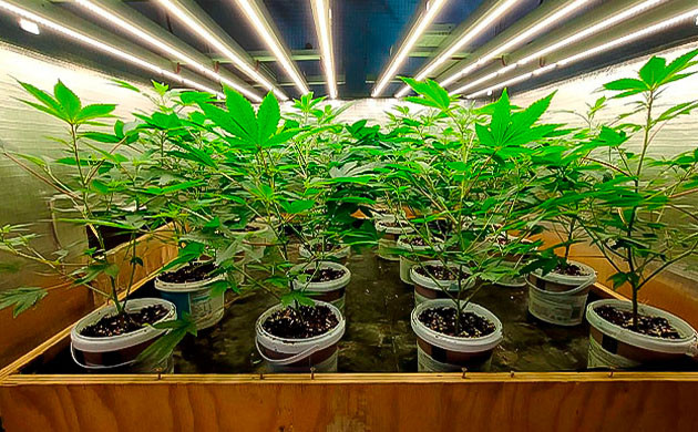 Дефолиация конопли Godzilla Glue #4 после обрезки и обработки от болезней