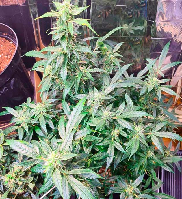 10 неделя выращивания конопли Куст Auto Orange Bud ростом 85 см