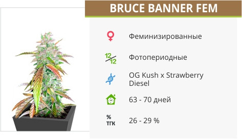 Bruce Banner от Cali Buds Seeds