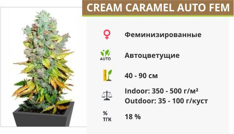 Сорт конопли Cream Caramel Auto fem Auto Cream Carame