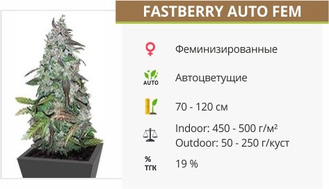 Сорт конопли Fastberry auto Fastberry auto fem от FastBuds