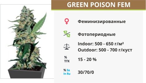 Green Poison fem (Sweet Seed)