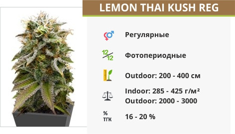 Lemon Thai Kush reg от Humboldt Seeds