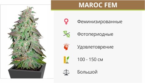 Семена конопли Maroc fem от Female Seeds Maroc fem от Female Seeds