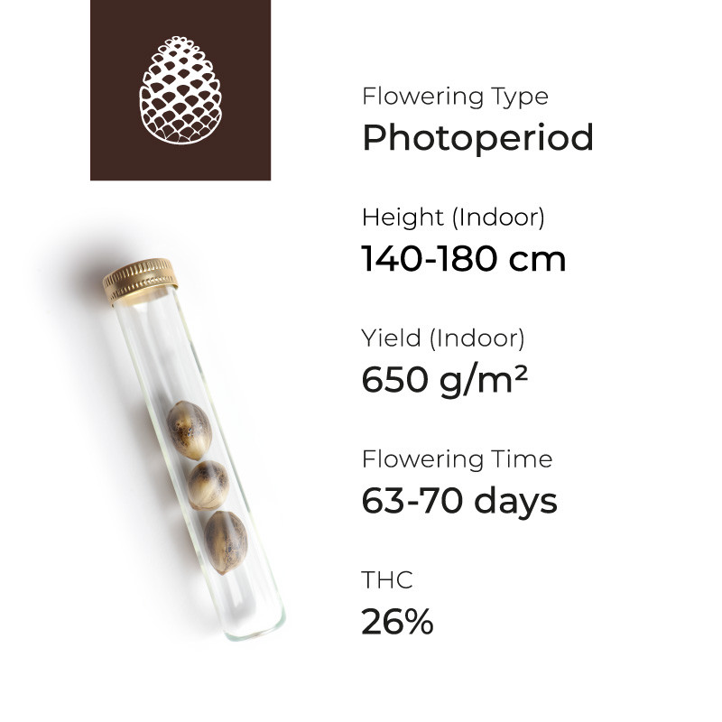 Маячок сорта Gelato Маячок Gelato fem