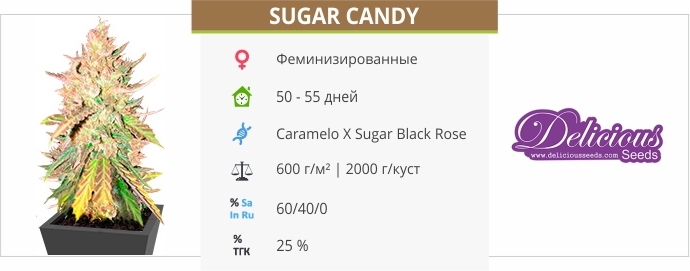 описание сорта Sugar Candy