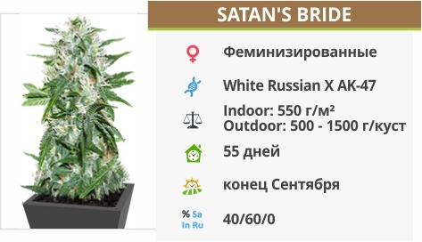 описание сорта Satans Bride